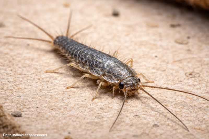 Skægkræ: En stille trussel mod dit hjem og bekæmpelsesstrategier